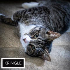 Photo 3 of Kringle (FCID# 01/07/2026 - 90)