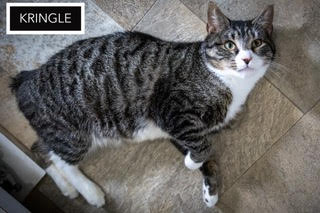 Kringle: Medical/SN Foster (FCID# 01/07/2026 - 90), Adult Tabby (short coat), cat for adoption in Lancaster, Pennsylvania