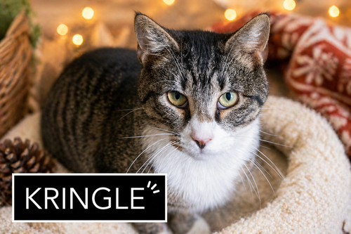 Kringle: Barn or SN Foster (FCID# 01/07/26-90)
