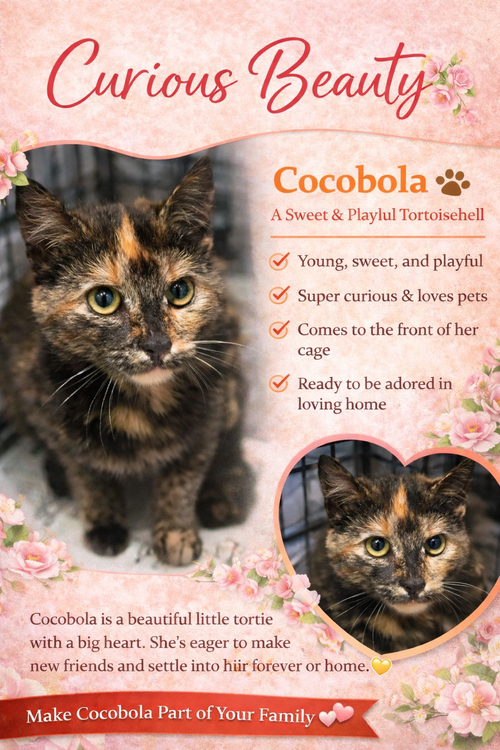 Cocobola (FCID# 04/06/2026 - 32 Trainer), Young Tortoiseshell (short coat), cat for adoption in Lancaster, Pennsylvania