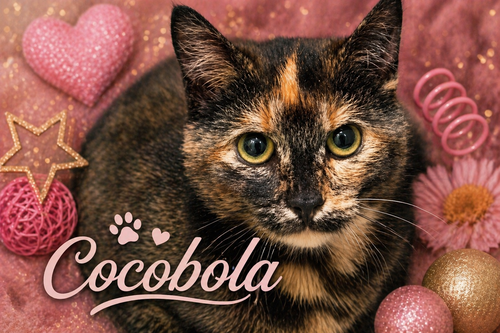 Cocobola (FCID# 04/06/2026 - 32 West Chester PS), an adoptable Tortoiseshell in Greenville, DE