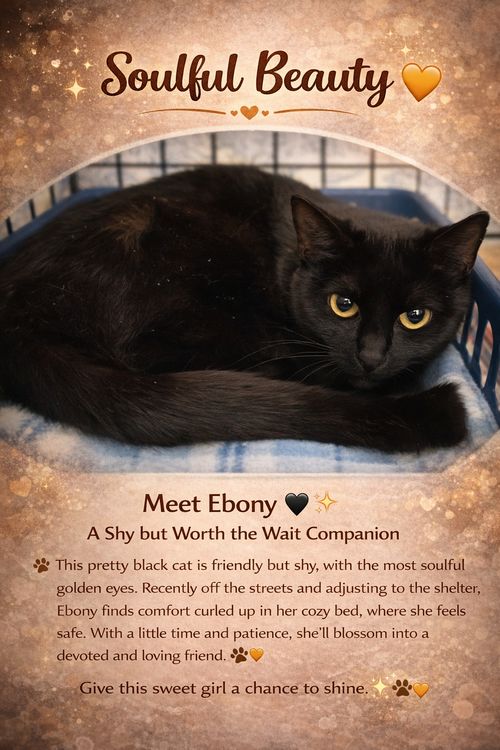 Ebony (FCID# 04/06/2026 - 28 Trainer), Adult Domestic Short Hair (short coat), cat for adoption in Lancaster, Pennsylvania