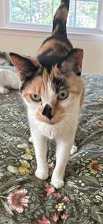 Willow (FCID# 12/29/25-420) SN Rx kidney food