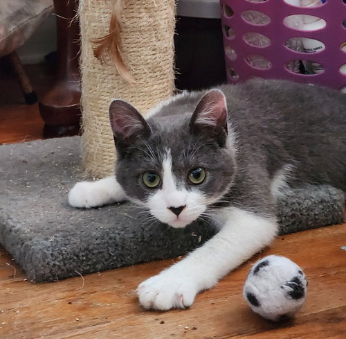 Tike (FCID# 03/02/2026 - 57) C, Young Domestic Short Hair (short coat), cat for adoption in Lancaster, Pennsylvania