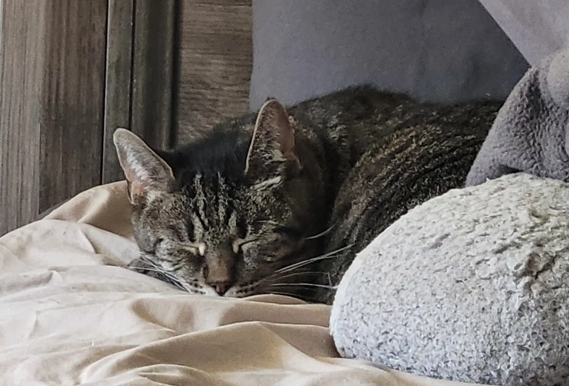 Mimi Barn Cat Fcid  - - Tabby