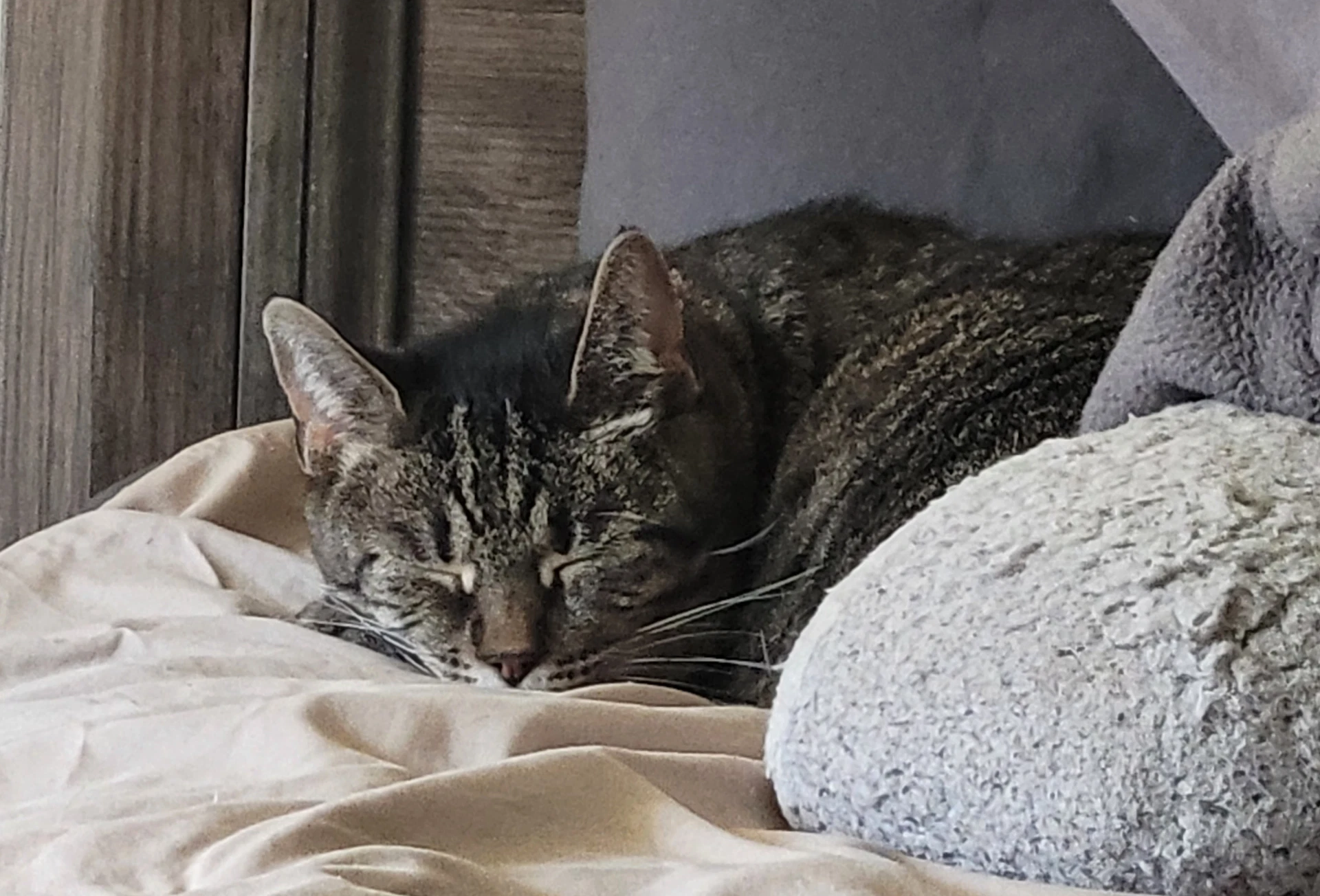 Mimi Barn Cat Fcid  -