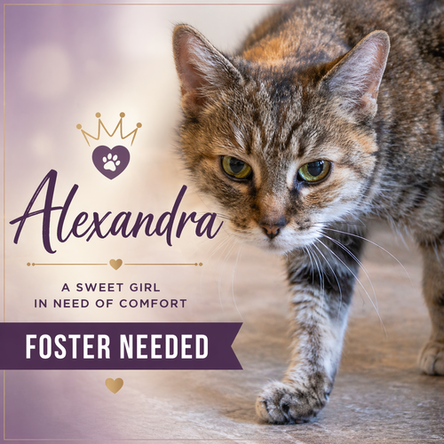 Alexandra: Hospice Foster Requested (3/26/26-14), an adoptable Tabby in Greenville, DE