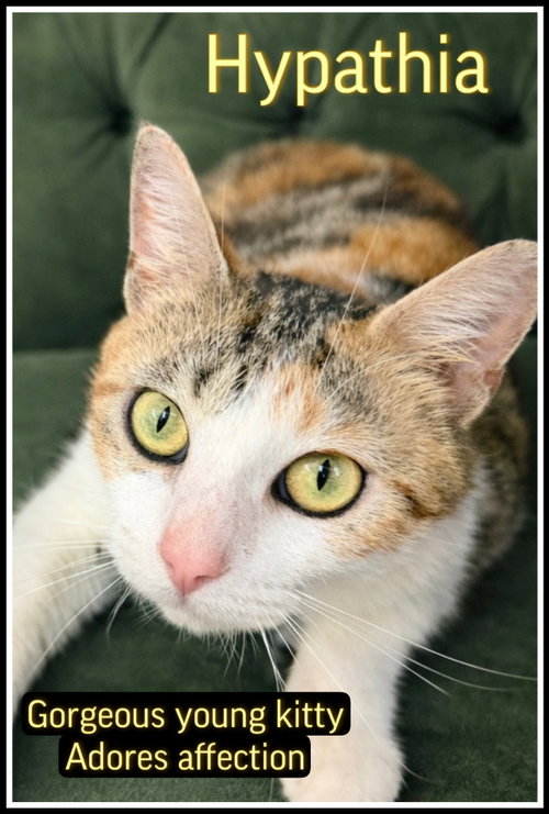 Hypathia(FCID# 03/13/2026-105), Young Calico (short coat), cat for adoption in Lakewood, New Jersey