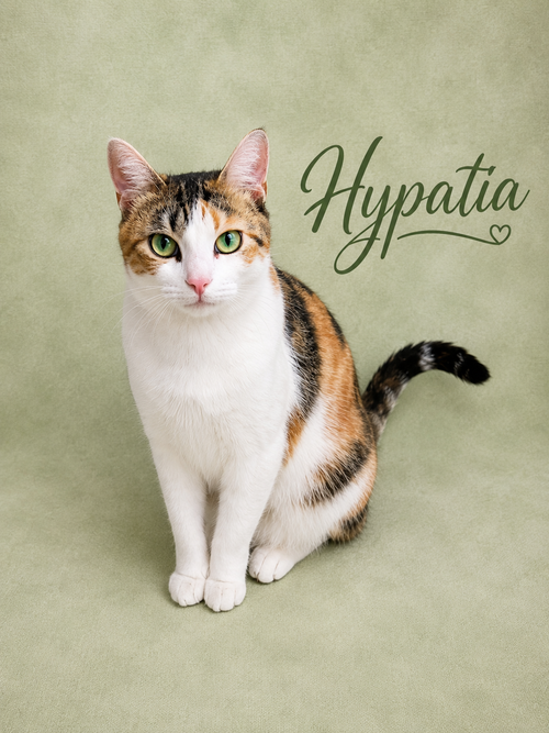 Hypatia (FCID# 03/13/2026-105 Willow Grove, PA), an adoptable Calico in Greenville, DE