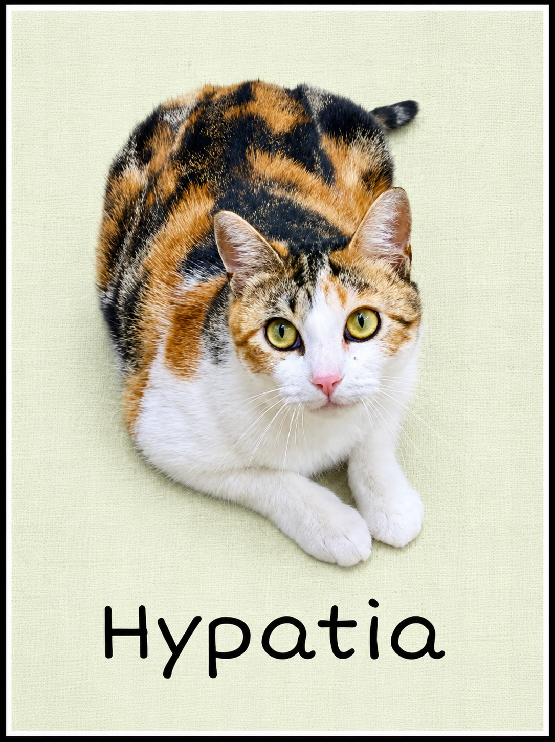 Hypatia (FCID# 03/13/2026-105 Willow Grove, PA), cat