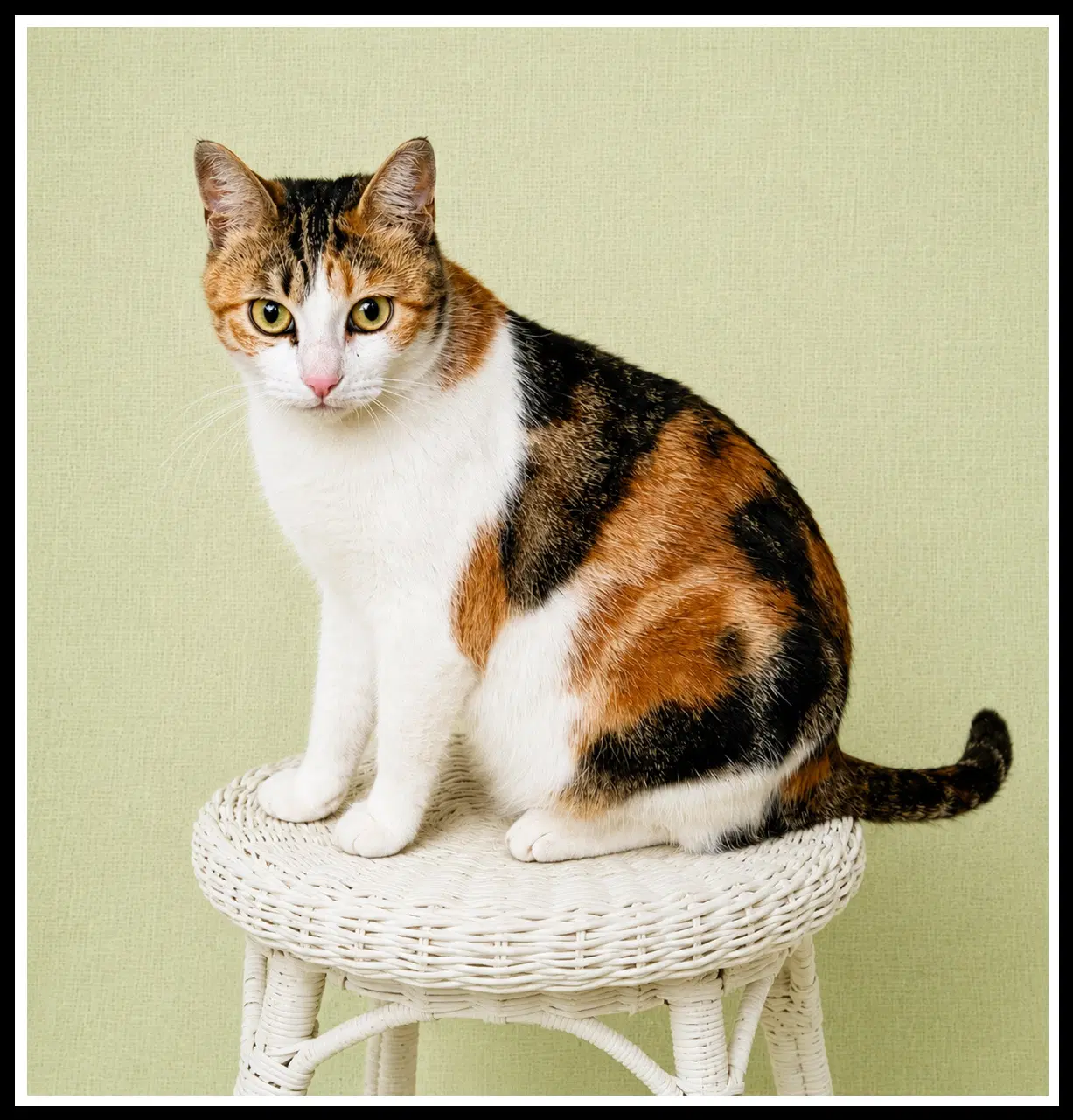 Hypatia Fcid - Willow Grove Pa image 4