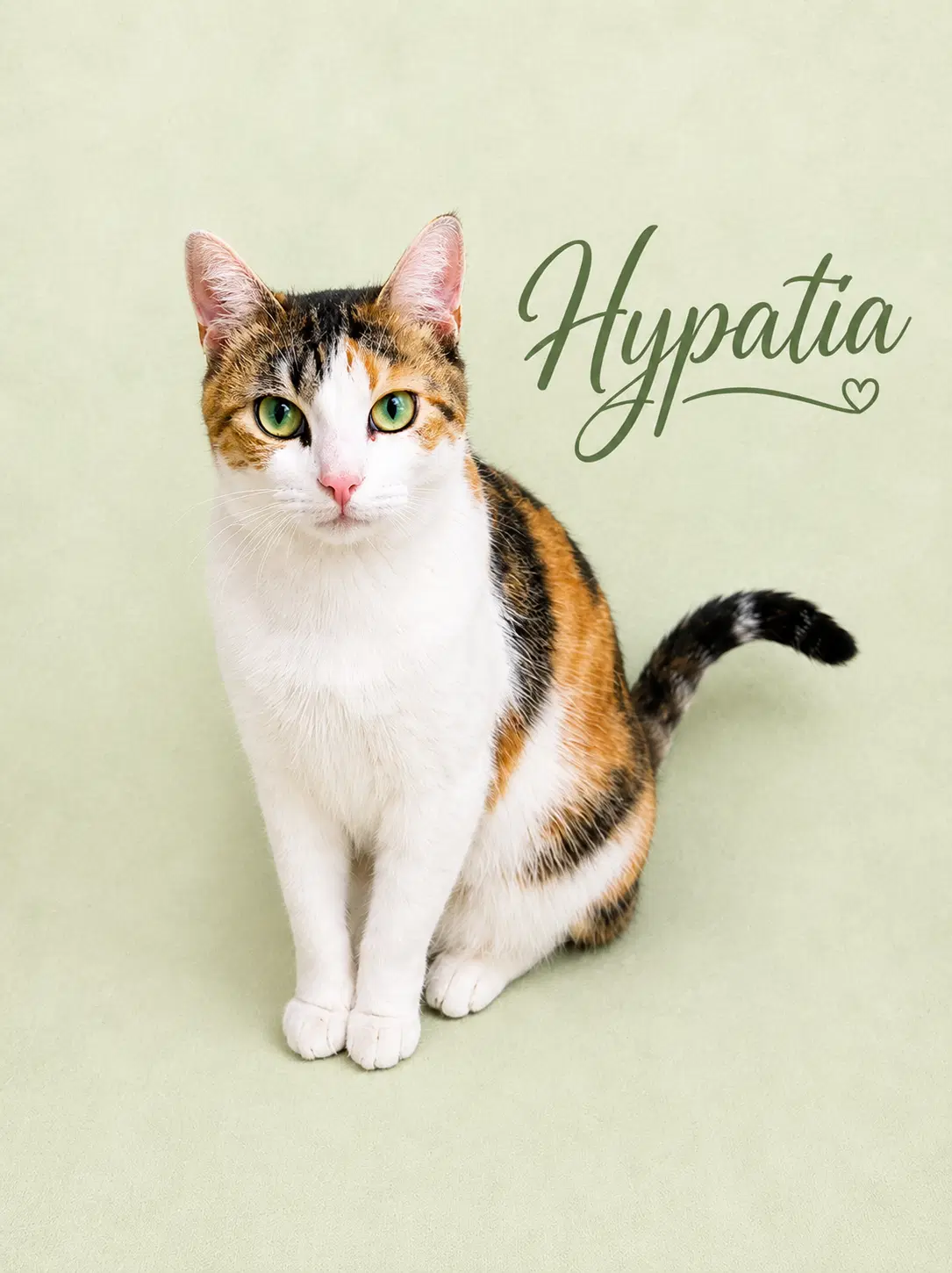 Hypatia Fcid - Willow Grove Pa image 2