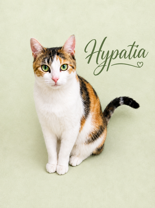 Photo 2 of Hypatia (FCID# 03/13/2026-105 Willow Grove, PA)