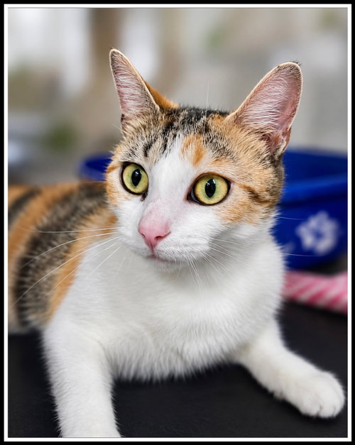 Photo 3 of Hypatia (FCID# 03/13/2026-105 Willow Grove, PA)