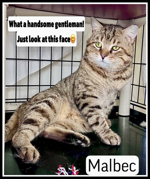 Malbec (FCID# 03/04/2026-106, Young Tabby (short coat), cat for adoption in Lakewood, New Jersey