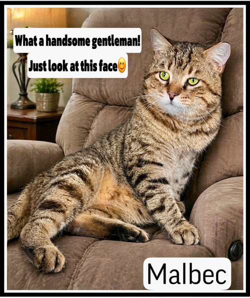 Malbec (FCID# 03/04/2026-106, an adoptable Tabby in Greenville, DE