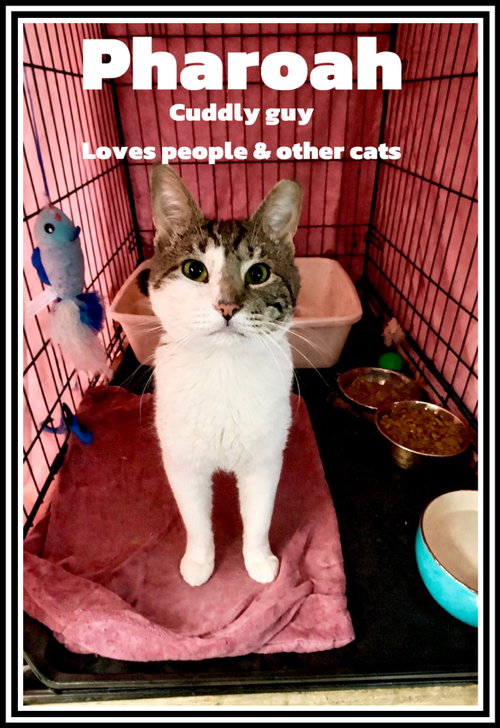 Pharoah (FCID#4/6/2026-401) Jenkintown PS, Adult Domestic Short Hair (short coat), cat for adoption in Lakewood, New Jersey