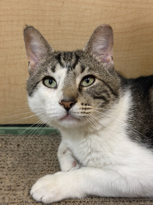 Pharoah (FCID#4/6/2026-401) Jenkintown PS, an adoptable Domestic Short Hair in Greenville, DE