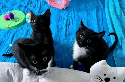 Maxton (m), Maxkenzie (f), Lil'Maxie (f) (WCPS), Baby Domestic Short Hair (short coat), cat for adoption in Lancaster, Pennsylvania
