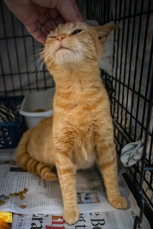 Rosewood (FCID# 04/09/2026 1 Trainer), Young Tabby (short coat), cat for adoption in Lancaster, Pennsylvania