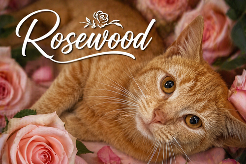 Rosewood (FCID# 04/09/2026 - 1 Christiana PS), an adoptable Tabby in Greenville, DE