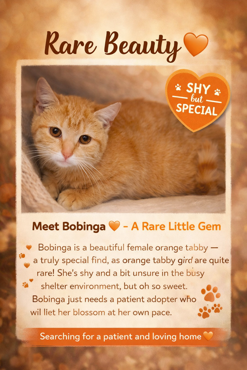 Bobinga (FCID# 04/09/2026 - 2 Trainer), Young Tabby (short coat), cat for adoption in Lancaster, Pennsylvania