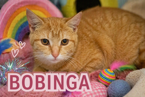 Bobinga (FCID# 04/09/2026 - 2 Trainer), an adoptable Tabby in Greenville, DE