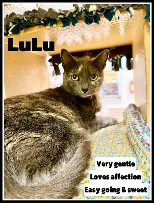 Lulu (FCID# 03/25/2026 - 128) Jenkintown PS, Young Tortoiseshell / Calico (short coat), cat for adoption in Lakewood, New Jersey