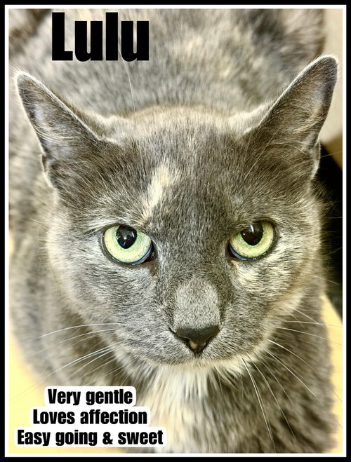 Lulu (FCID# 03/25/2026 - 128)  Willow Grove, Young Dilute Tortoiseshell (short coat), cat for adoption in Camden, New Jersey