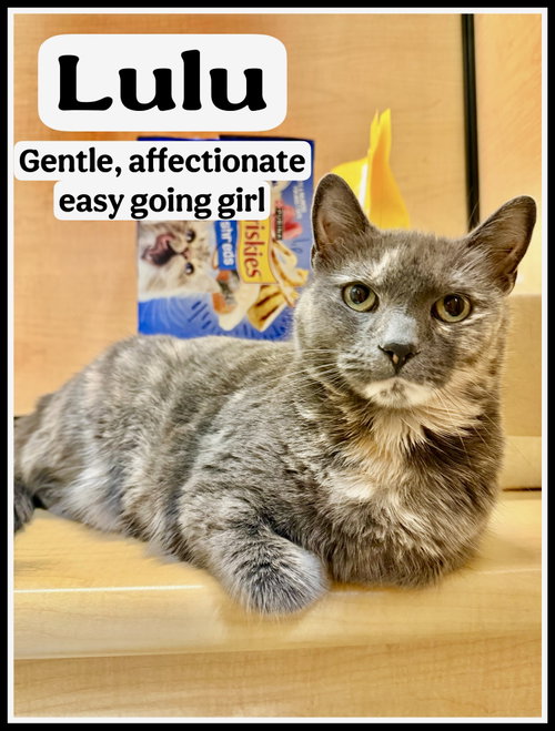 Lulu (FCID# 03/25/2026 - 128) Jenkintown PS, an adoptable Dilute Tortoiseshell in Greenville, DE