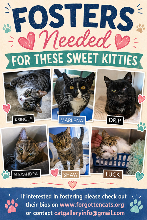 Fosters Needed for Special Cats, Young Domestic Short Hair (short coat), cat for adoption in Lancaster, Pennsylvania