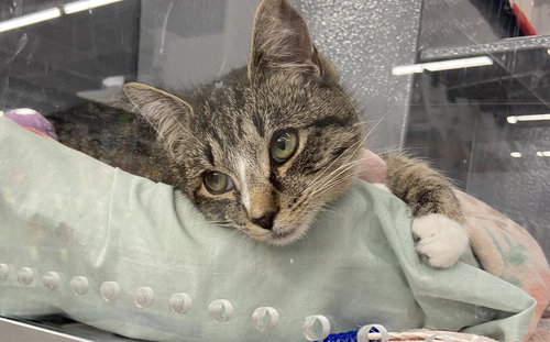 Sammy (FCID# 03/23/2026 - 20 West Chester PS), Young Tabby (short coat), cat for adoption in Lancaster, Pennsylvania