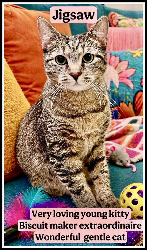 Jigsaw (FICD# 04/14/2026 - 102) Willow Grove, an adoptable Tabby in Greenville, DE