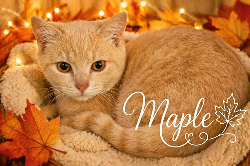 Maple (FCID# 04/09/2026 - 17), an adoptable Tabby in Greenville, DE