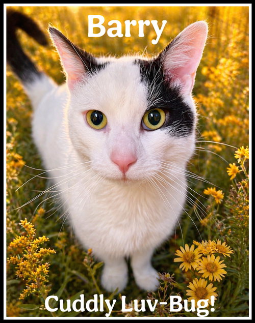 Barry (FCID# 04/10/26 - 105) Willow Grove PS, an adoptable Domestic Short Hair in Greenville, DE