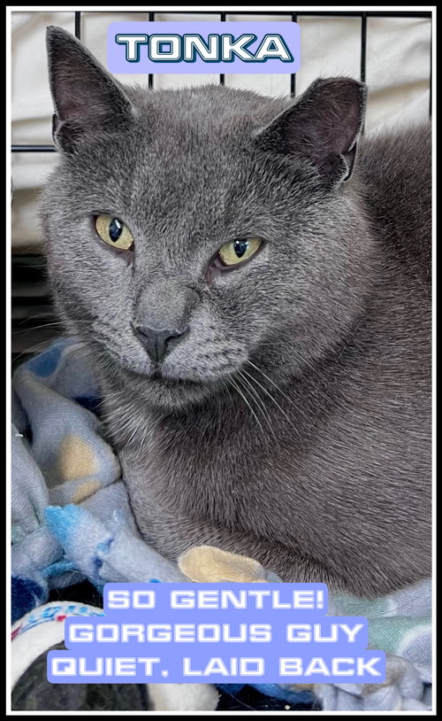 Tonka (02/04/2026 - 112) Willow Grove PA, an adoptable Domestic Short Hair in Greenville, DE