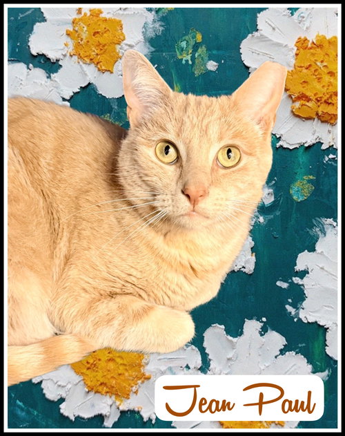 Jean Paul (FCID# 01/12/2026 - 82) Willow Grove, an adoptable Tabby in Greenville, DE