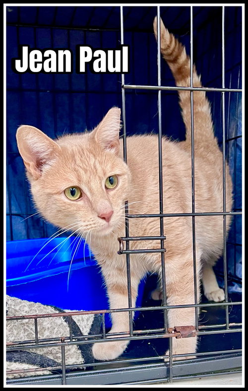 Jean Paul (FCID 1/12/26-82) Willow Grove PA, an adoptable Tabby in Greenville, DE