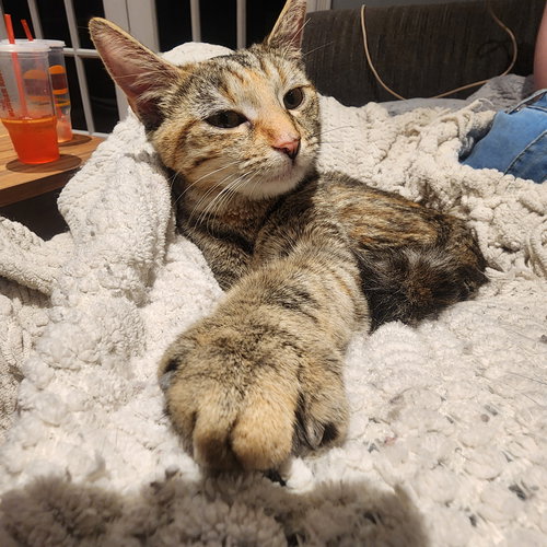 Kiwi, Willow Grove area, (FCID 03/31/2026-112), an adoptable Domestic Short Hair in Greenville, DE