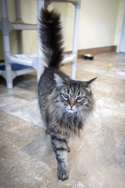Sir Fur: DLH (FCID# 04/15/2026 - 52 Brookhaven PS), Adult Domestic Long Hair / Tabby / Mixed (long coat), cat for adoption in Dover, Delaware