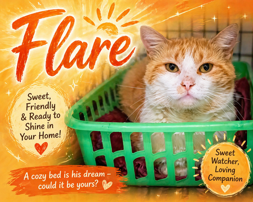 Flare (FCID04/13/2026 - 33 Trainer), an adoptable Tabby in Greenville, DE