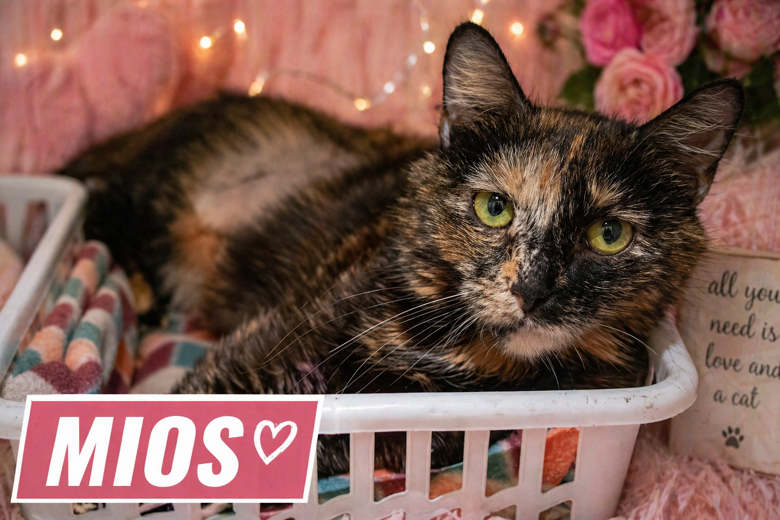 Mios w/daughter Lulu (FCID# 04/16/2026 - 14) C, cat