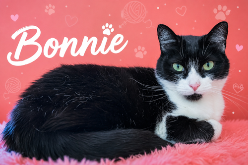 Bonnie (FCID# 04/16/2026 - 62 Christiana PS), an adoptable Domestic Short Hair in Greenville, DE