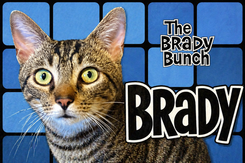 Brady (FCID# 04/01/2026 - 11 Brandywine PS) KDC, an adoptable Tabby in Greenville, DE