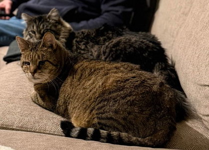Sunny (DLH) & Crumble: Bonded (5/08/2025 - 11, 26), Adult Tabby, cat for adoption in Camden, New Jersey