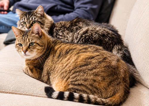 Photo 2 of Sunny (DLH) & Crumble: Bonded (5/08/2025 - 11, 26)