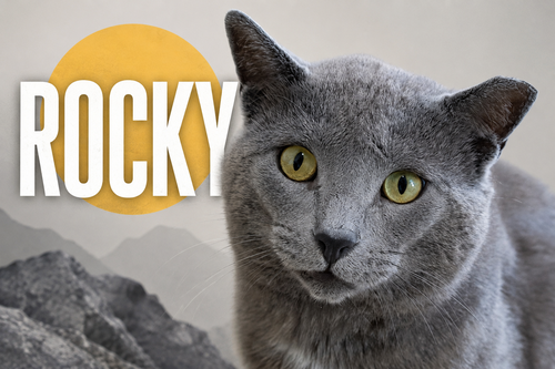 Rocky (FCID# 04/13/2026 - 15 Trainer), Adult Domestic Short Hair (short coat), cat for adoption in Marcus Hook, Pennsylvania