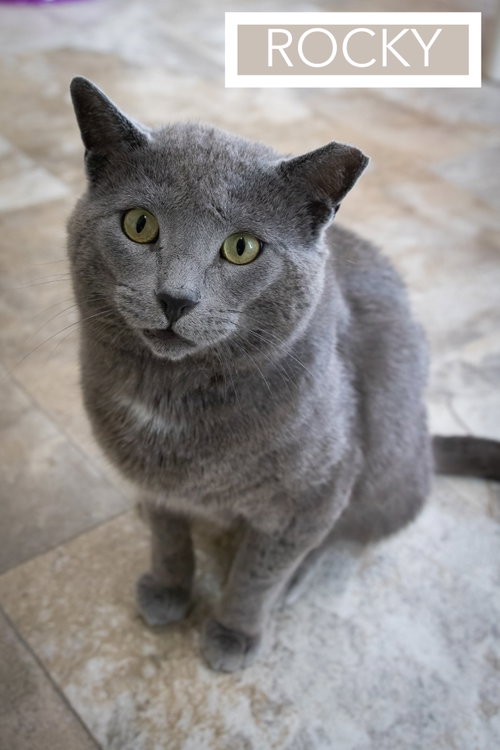 Rocky (FCID# 04/13/2026 - 15 Brandywine PS)
