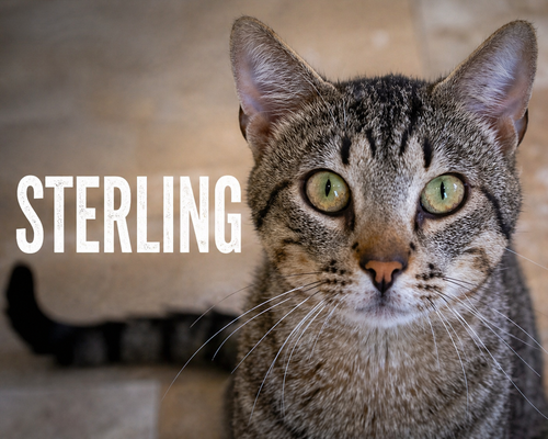 Sterling (FCID# 03/23/2026 - 39) Brookhaven PS, an adoptable Domestic Short Hair in Greenville, DE