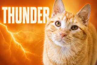 Thunder (FCID# 03/16/2026 - 502 Trainer) C, an adoptable Tabby in Greenville, DE